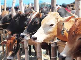 Assam’s beef ban: भारत में गौ रक्षा के कानून और इतिहास की व्याख्या